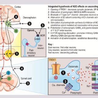 etonox|Nitrous oxide: Uses, Interactions, Mechanism of Action